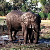 Moremi - Young elephant